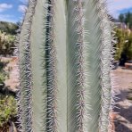 Kardón obrovský (Pachycereus pringlei) - výška 100-120 cm, kont.C40L (-4°C) - STARÝ A VZÁCNY EXEMPLÁR